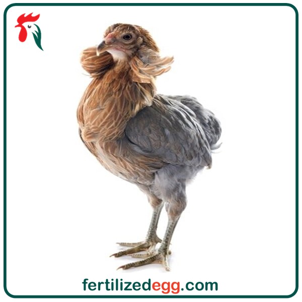 تخم نطفه دار مرغ آراکانا 